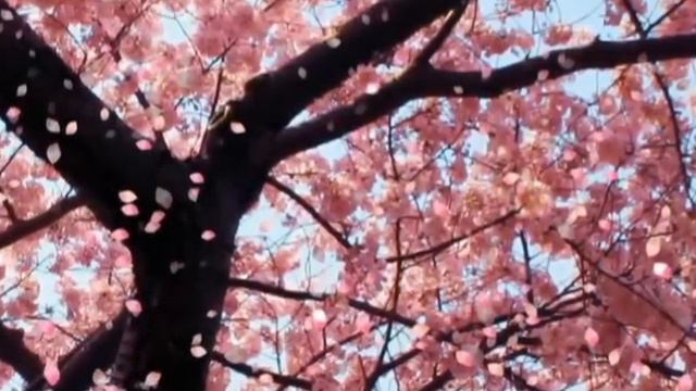 EZ Anasazi Flute - Sakura by Clint Goss смотреть онлайн