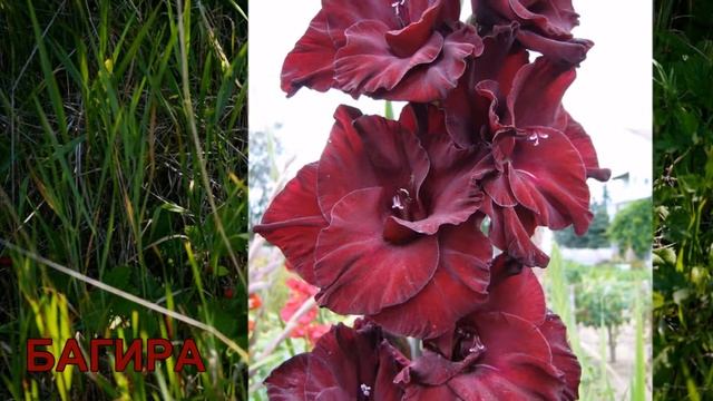 Коллекция гладиолусов семьи Кветковских часть 7.2(черно-красные) смотреть онлайн