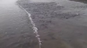 Ловим мойву руками