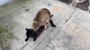 Кот трахнул своего брата. Кошачья гомосятина.