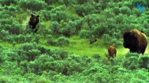 Гризли в деле. Свирепый медведь-убийца. Бесстрашный хищник. Самые интересные факты о гризли.