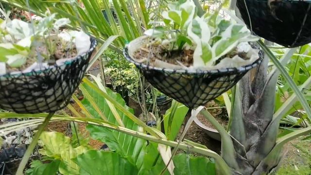 MUST HAVE HANGING PLANTS LATEST|MGA BAGO AT MADALING ALAGAAN