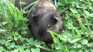 Лета и Блэкки на прогулке июнь 2021