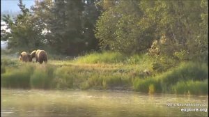 Медведи. Национальный Парк Катмай, Аляска.   Bears. Katmai National Park, Alaska