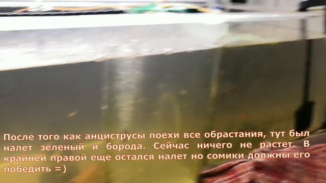 Наловил отличного корма для аквариумных рыбок смотреть онлайн