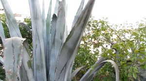 Агава цветет 1 раз в жизни/Agave blooms once in a lifetime