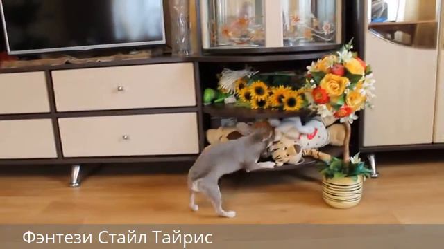 Фэнтези Стайл Тайрис смотреть онлайн