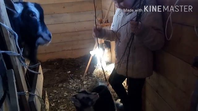 Что в теплице?Милка переехала.Растем. смотреть онлайн