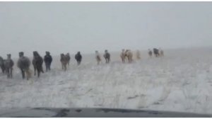 драка жеребцов.18.01.22. #жеребец #лошадь #табун #коневодство #horses #fight #жылқы #лошади