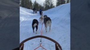 Husky Safari, Ivalo