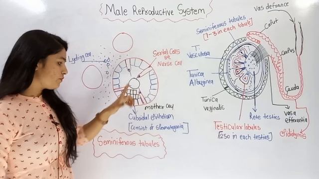 Male Reproductive System | नर जनन तंत्र | Male reproductive system Anatomy and physiology