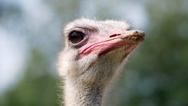 8K HDR 60FPS Dolby Vision - Fascinating Animal 8K ULTRA HD - Colorful Dynamic