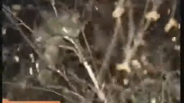 Спасение рядового барскика )) разбитое окно, срубленое дерево и КЗ смотреть онлайн