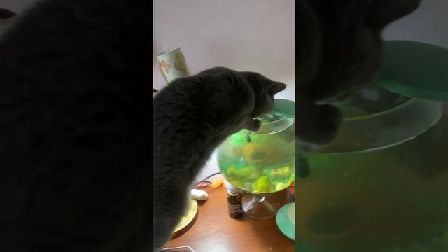 Кошка пьёт из аквариума.  My kitty. cat drinking from aquarium