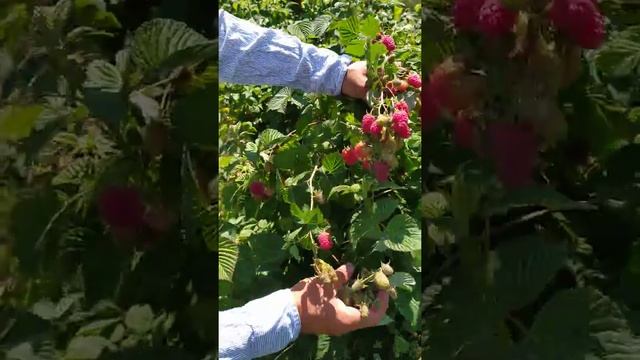 Обзор сорта летней малины Пшехиба смотреть онлайн