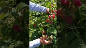 Обзор сорта летней малины Пшехиба