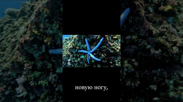 Сборник фактов №68 #shorts #животные #факты #интересно