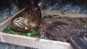 Хищные птицы, 29 видов птиц в одном видео и примеры их голосов