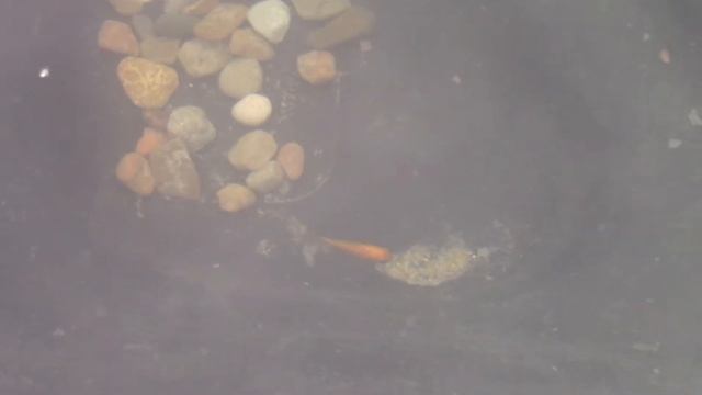 Карпики Кои смотреть онлайн