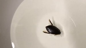 Жук- плавунец. Скоморох- цибистер.