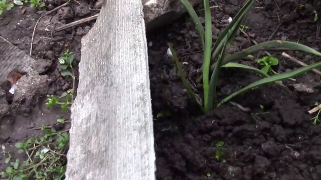 ЮККИ В САДУ. ЕСТЬ ИНОСТРАНКИ! смотреть онлайн