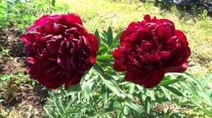 Пион Червонный Оксамит / Peony Chervonnyj Oksamit - Сад на Волхове