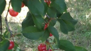 вишня шпанка село репное белгородская область