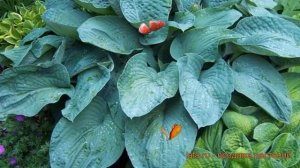 Хоста гибридная Брессингем Блу (bressingham blue) ? обзор: как сажать, луковицы хосты Брессингем Бл