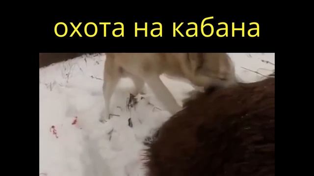 "НОВИНКА" - Охота с ружьём на КАБАНА - видео в лесу смотреть онлайн