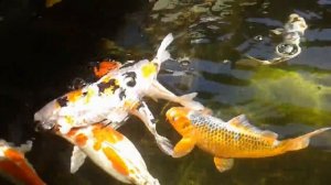 Koi Farm, Cibukan,  Sleman, Jogja, Indonesia