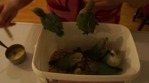 выкармливание птенцов розовощеких неразлучников