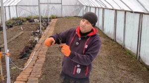 Не спешите удалять погибший куст розы после зимы из сада.