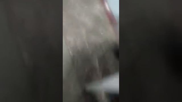 Мусора беспредельщики в Бишкеке.Им не важно состояние гражданина.Поддержите лайками пусть все увидя смотреть онлайн