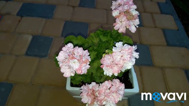 пеларгония золотолистник Morval смотреть онлайн