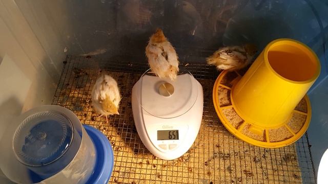 Перепелята гибриды от родителей - гигантского фараона и техасского перепела. Оперение, вес в 7 дней смотреть онлайн