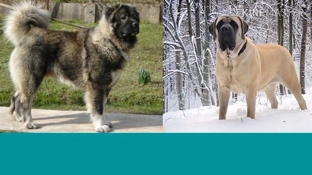 Анлийский мастиф против Кавказской овчарки. Собаки. Батл собак. смотреть онлайн