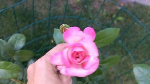 Плетистая роза "Хендель". Climbing rose "Hendel".