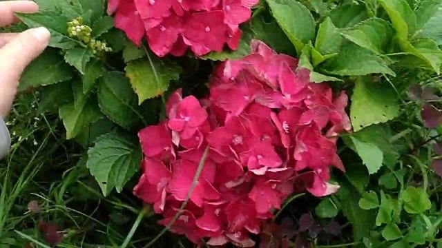 Гортензия Букет Роуз смотреть онлайн