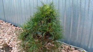 Pinus sylvestris 'Moseri'