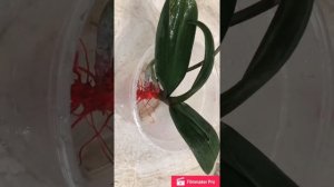 Гнилые корни у орхидеи.Пересадка орхидеи с гнилыми корнями.Наращивание корней у орхидей.