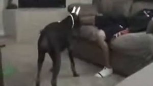 Собака укусила хозяина за яйца