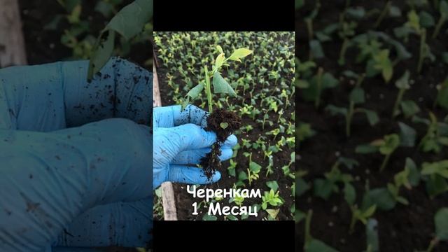 Летнее Черенкование Голубики 2020