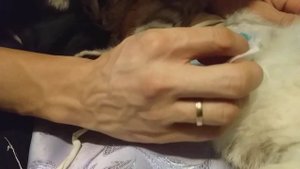 Кошки после стерилизации, обработка шва...