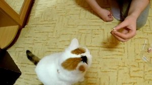 Как дать кошке таблетку