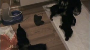 Щенки Цвергшнауцера черный с серебром  и перец с солью.