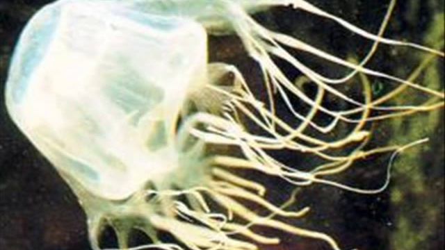 Oceania fauna e flora смотреть онлайн