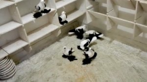 Czajki saksońskie czarne, Sächsische Flügeltaube, Саксонские голубями чибис