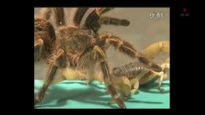 Птицеед против жёлтого скорпиона