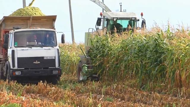 уборка кукурузы на силос. ОАО Журавлиное 2019 смотреть онлайн