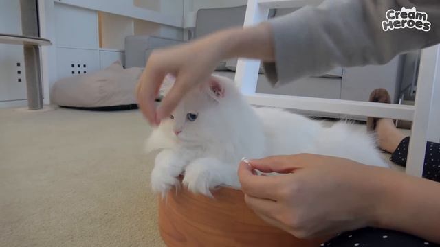 믿기 힘들겠지만 채식하는 고양이 смотреть онлайн